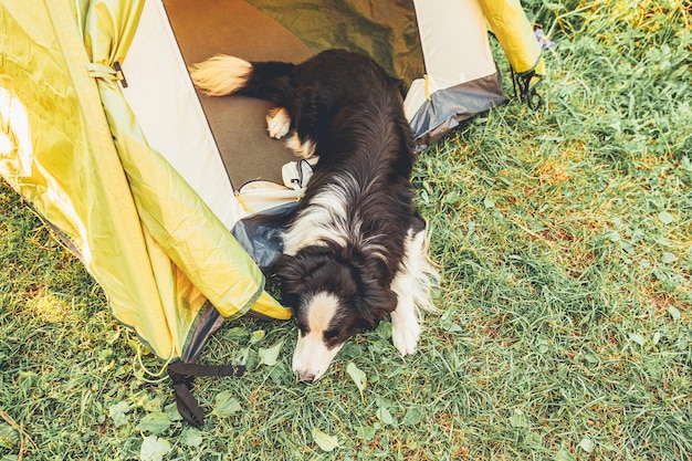 Retrato al aire libre de un lindo y divertido cachorro border collie acostado en el interior de una tienda de campaña para viajes de mascotas