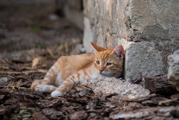 Un retrato al aire libre lindo gatito rojo. Gato descansando.