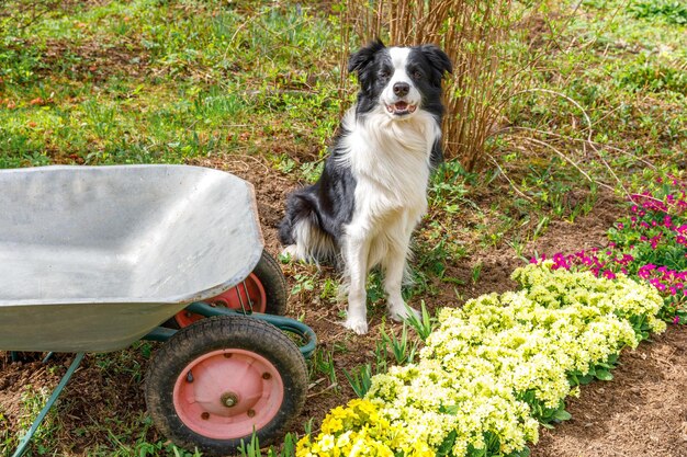 Retrato al aire libre de lindo perro border collie con carrito de jardín de carretilla en el fondo del jardín divertido p