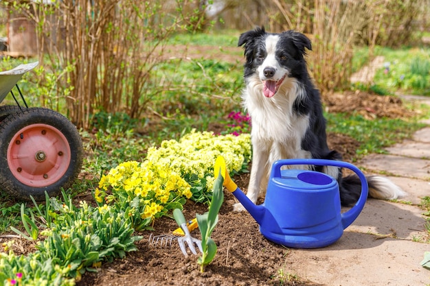 Retrato al aire libre de lindo perro border collie con regadera en el fondo del jardín cachorro divertido como