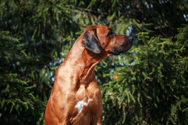 Retrato al aire libre del perro Rhodesian Ridgeback