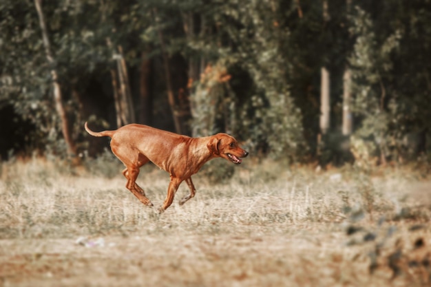 Retrato al aire libre del perro Rhodesian Ridgeback