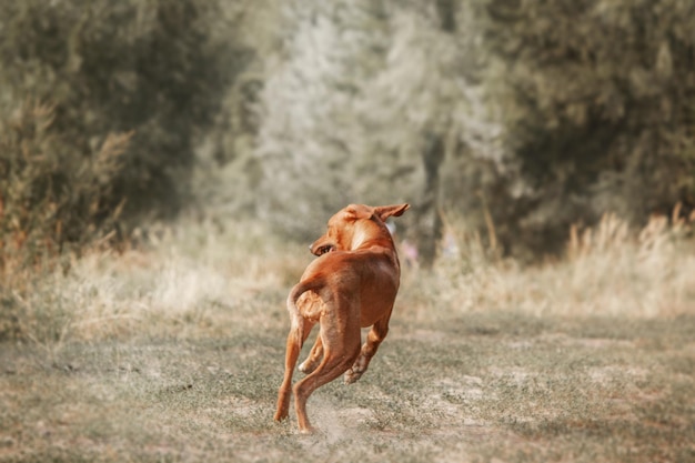 Retrato al aire libre del perro Rhodesian Ridgeback