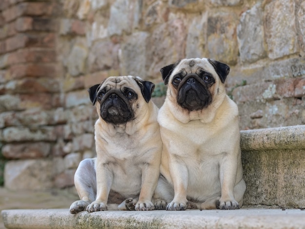 Retrato al nivel de los ojos de dos adorables perros pug bonitos con hermosos ojos grandes sentados al aire libre