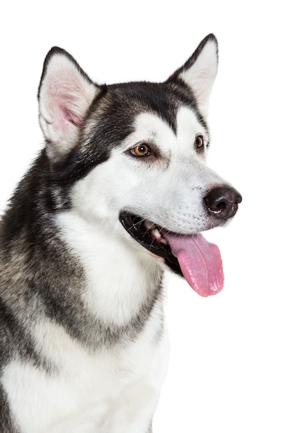 Retrato Alaskan Malamute, aislado en blanco. De cerca