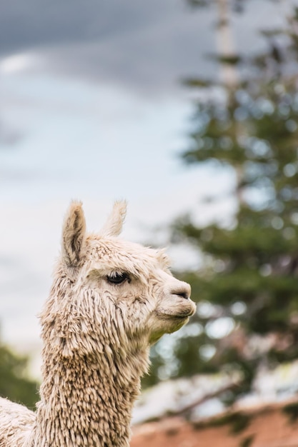 Foto retrato de una alpaca blanca en la cordillera de los andes en las tierras altas de perú en américa latina