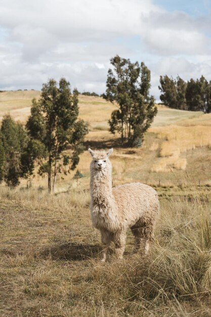 Foto retrato de alpaca en el campo