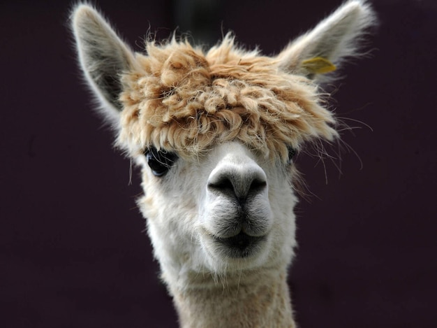 Un retrato de una alpaca con una gran franja