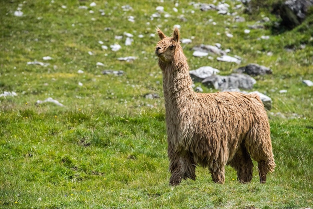 Retrato de alpaca mientras te mira