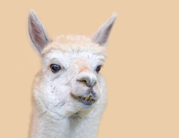 El retrato de la alpaca