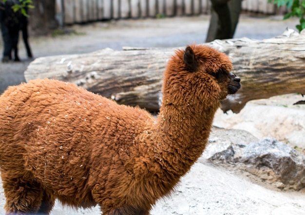 Retrato de alpacas marrones.