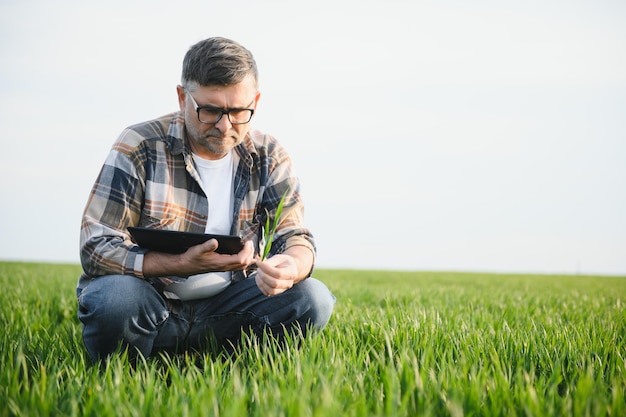 Retrato de alto agricultor en campo de trigo