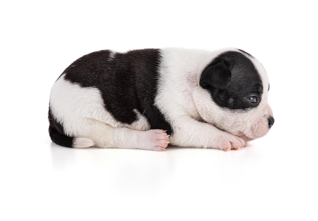 Retrato de american bully cachorro de 3 semanas en un estudio sobre fondo blanco.