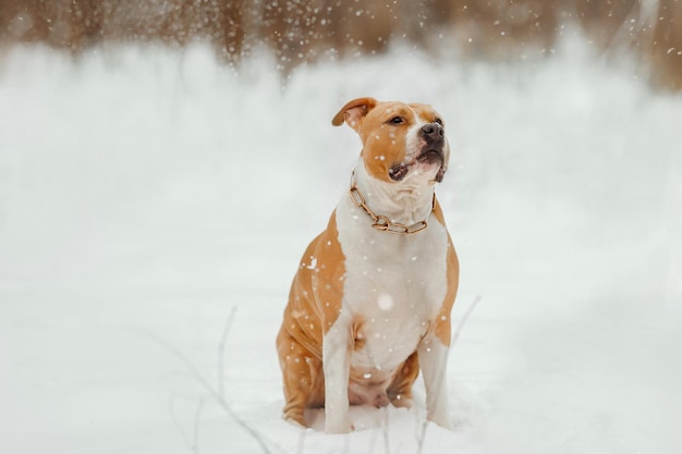 Retrato de un American Staffordshire Terrier en invierno El perro mira la nieve que cae y los copos de nieve