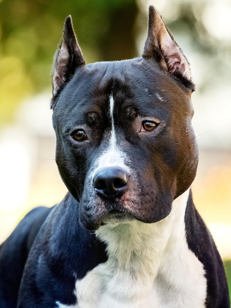 Retrato de Amstaff perro American Staffordshire Terrier de cerca al aire libre