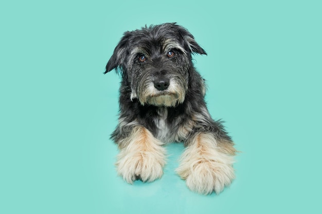 Foto retrato anciano perro de raza mixta mirando a la cámara y acostado fondo azul aislado