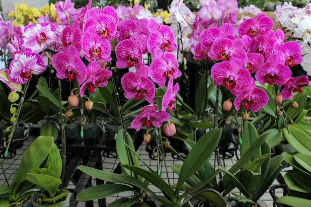 Retrato de Anggrek Bulan merah muda o flores de orquídeas de luna rosa o puspa pesona nombre científico Phalaenopsis amabilis