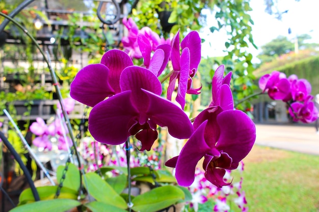 Retrato de anggrek dendrobium u orquídea dendrobium