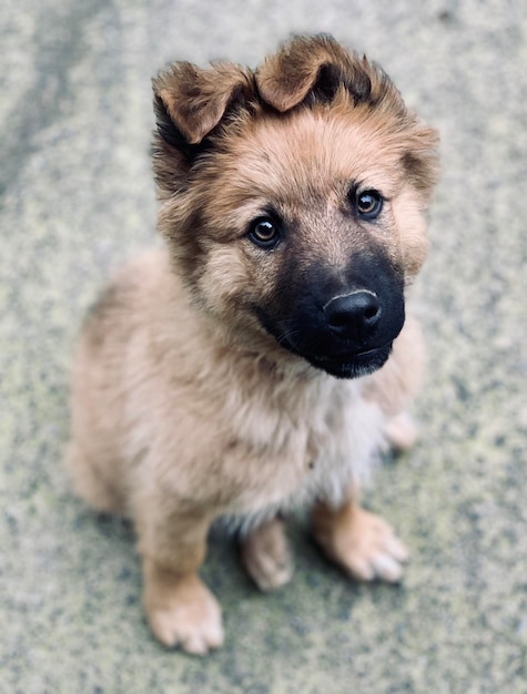 Foto retrato de ángulo alto de un cachorro sentado al aire libre