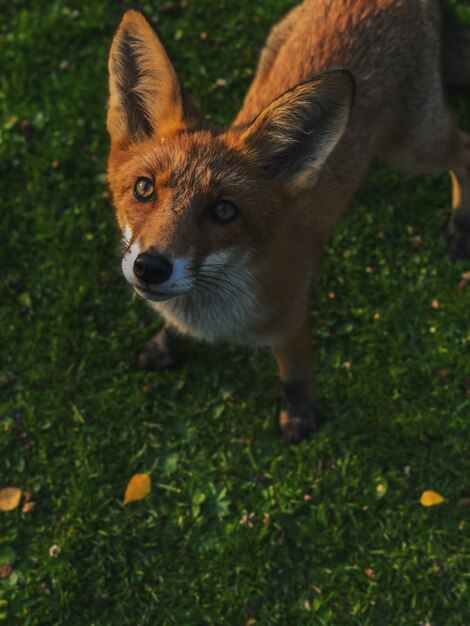 Foto retrato de ángulo alto de un conejo en el campo