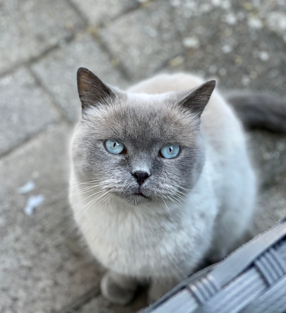 Foto retrato de ángulo alto de un gato contra una pared blanca