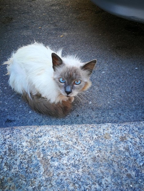 Retrato de ángulo alto de un gato relajándose en la calle