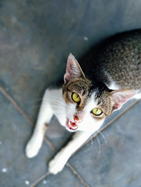 Foto retrato de ángulo alto de un gato sentado en el suelo