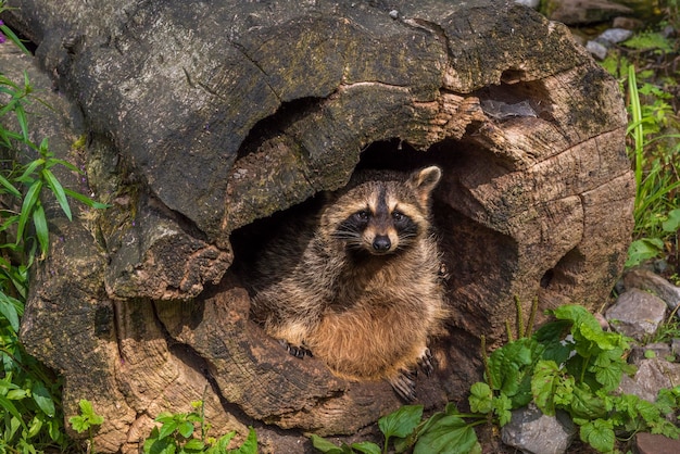 Foto retrato de ángulo alto de un mapaches en el campo