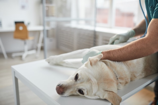 Retrato de ángulo alto de perro labrador blanco acostado en la mesa de examen en la clínica veterinaria con veterinario irreconocible, espacio de copia