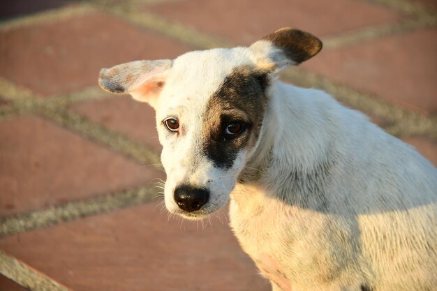 Retrato de ángulo alto de un perro de pie al aire libre.