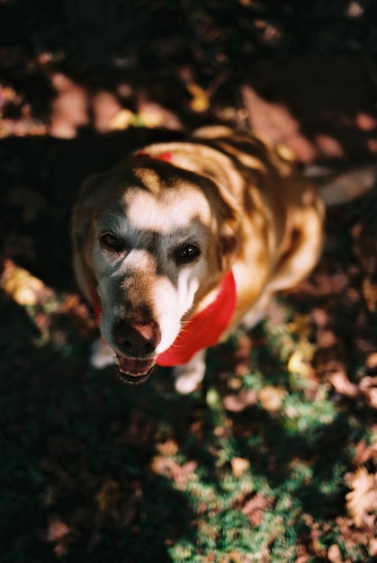 Retrato de ángulo alto de un perro sentado en el campo