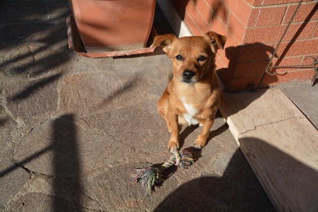 Foto retrato de ángulo alto de un perro sentado en el suelo