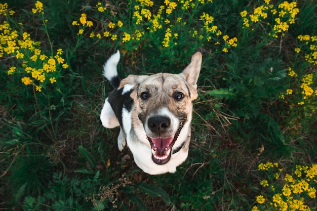 Retrato de ángulo alto de un perro