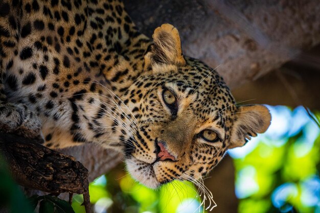 Foto retrato de ángulo bajo de un leopardo en un árbol en el bosque