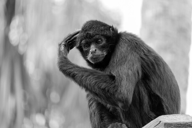 Retrato de ángulo bajo de un mono negro sentado al aire libre