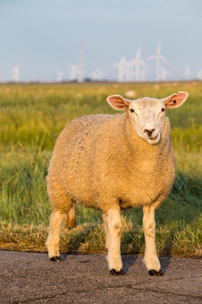 Retrato de un animal en el campo