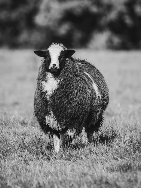 Foto retrato de un animal en el campo