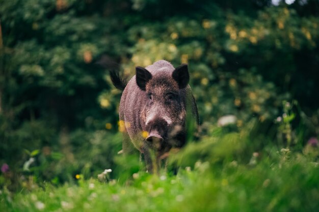 Retrato de un animal en el campo