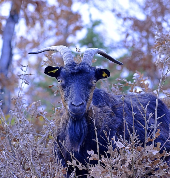 Foto retrato de un animal en el campo