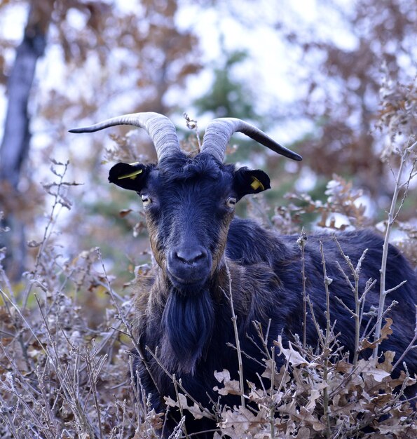 Foto retrato de un animal en el campo