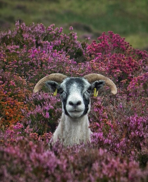 Foto retrato de un animal en el campo