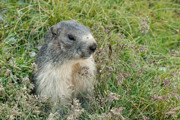 Retrato de un animal en el campo