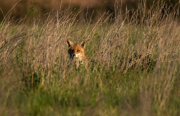 Foto retrato de un animal en el césped