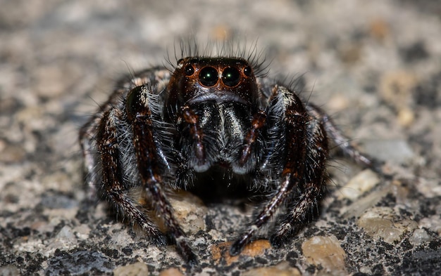 Foto retrato animal de aranhas saltadoras, close-up