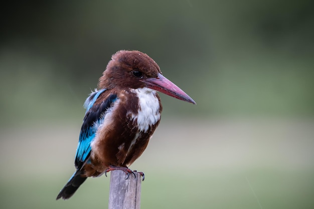 Retrato de animal de martín pescador de garganta blanca