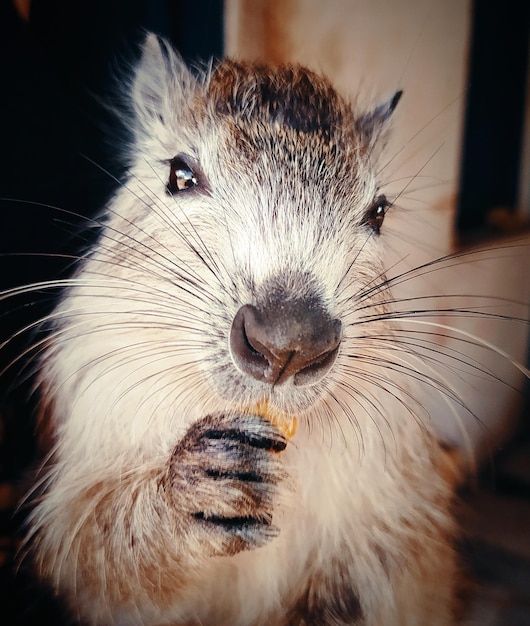Retrato de un animal en primer plano