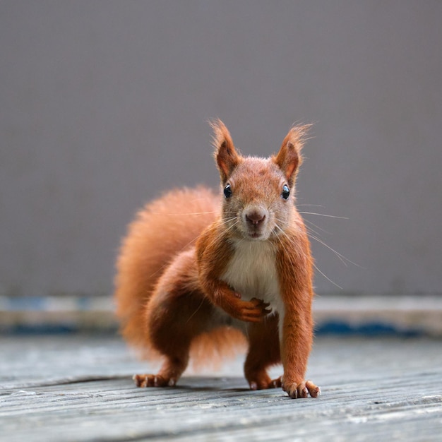 Retrato de un animal