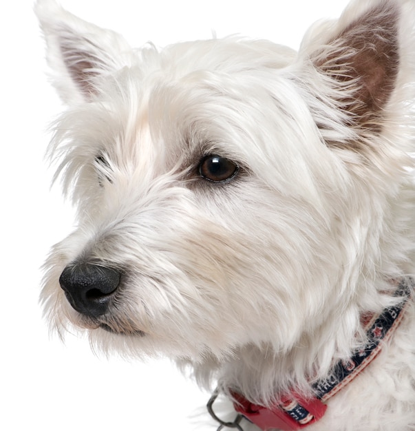 Retrato del año de West Highland White Terrier.