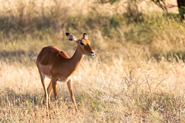 Un retrato de un antílope Impala en la sabana de Kenia