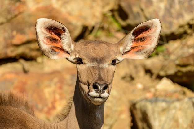 Retrato de antílope kudu (tragelaphus strepsiceros) sol frontal femenino en el zoológico de pilsen